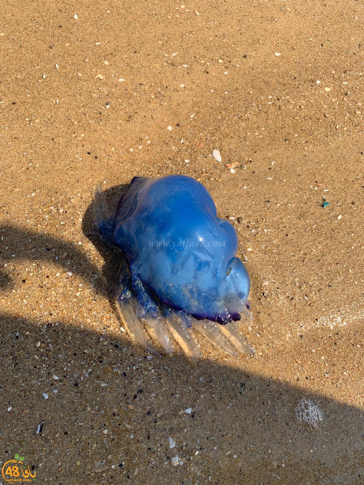فيديو: ظهور قنديل البحر الأزرق على شاطئ بحر يافا 